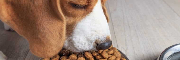 croquettes chien sans cereales