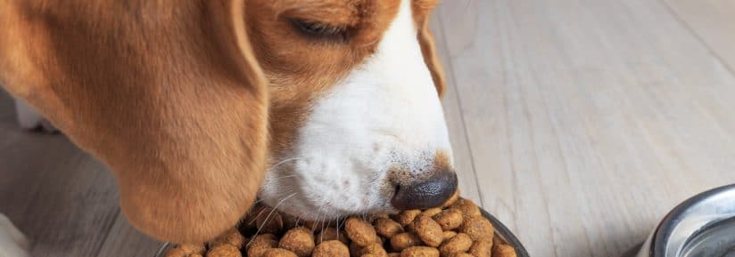 croquettes chien sans cereales
