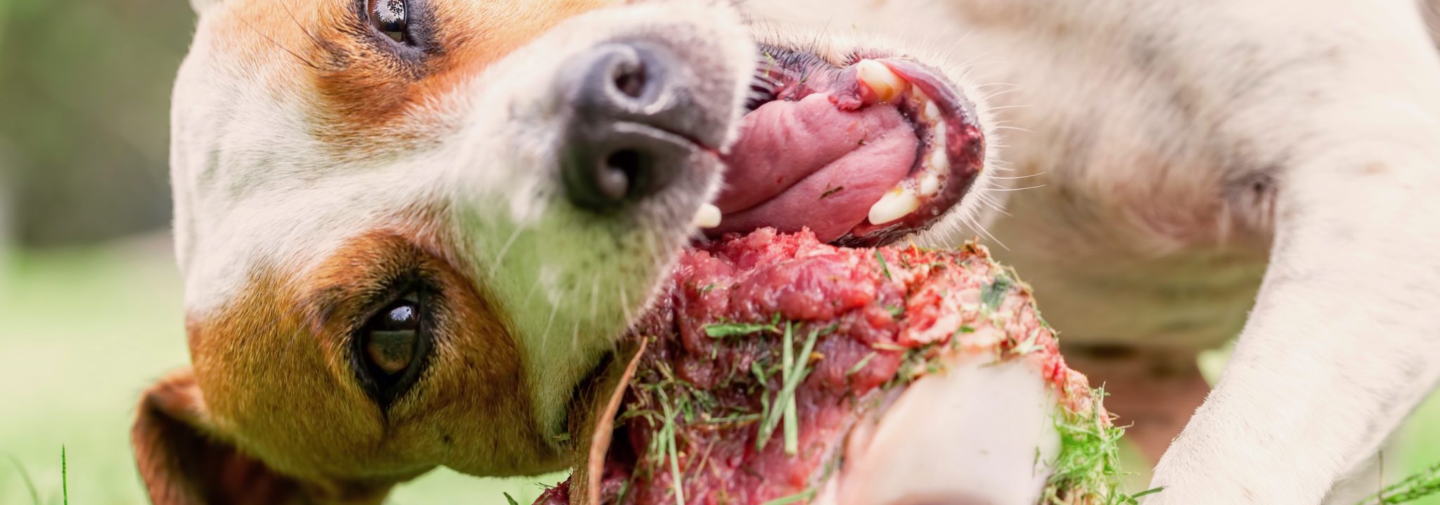 L'alimentation BARF pour chien Conseilsanimaux.fr