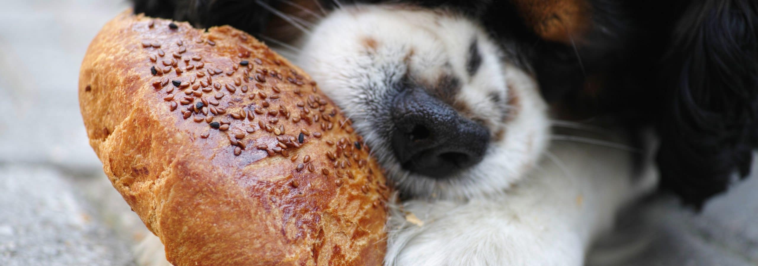 L'alimentation des animaux de compagnie ConseilsAnimaux.fr