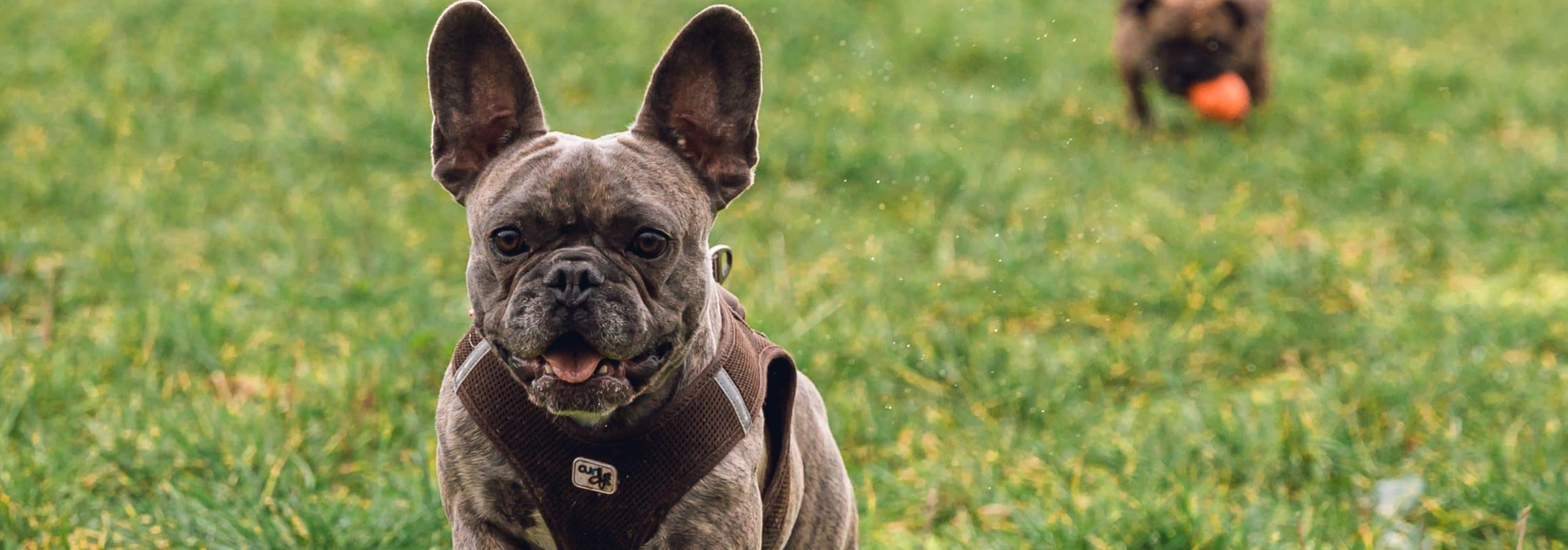 croquettes bouledogue francais