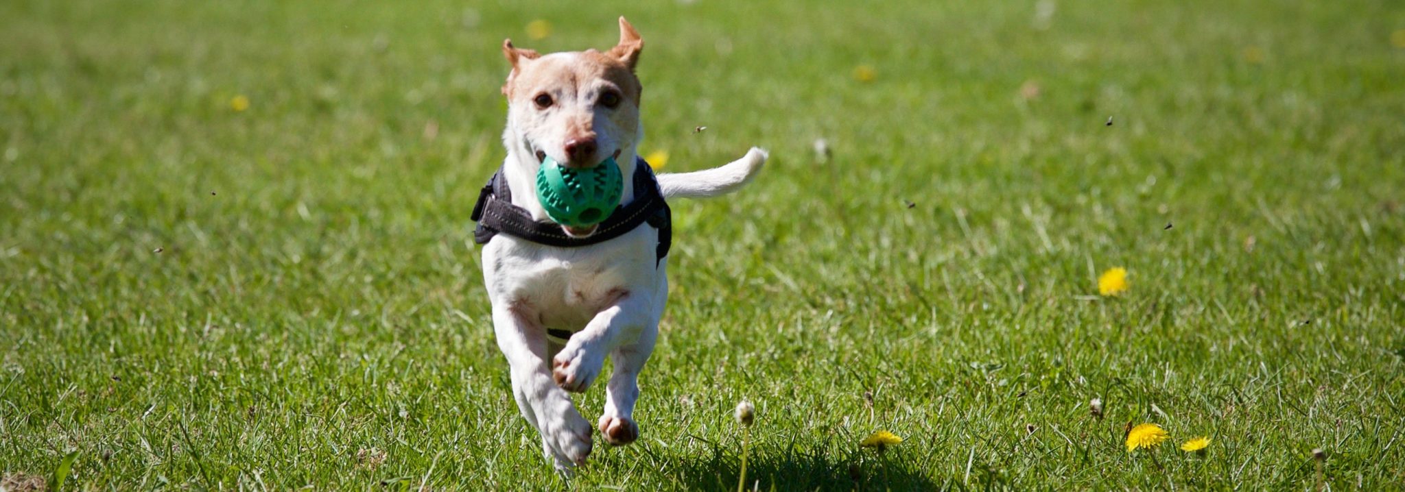 Meilleure mutuelle pour chien en 2021 Conseilsanimaux.fr