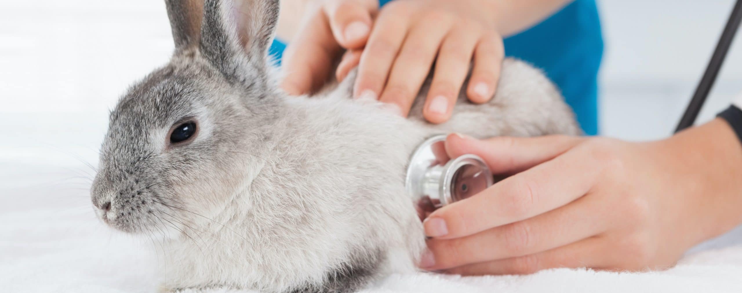 Le vétérinaire pour les lapins ConseilsAnimaux.fr