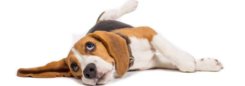 Le poids et la croissance du Beagle - Conseils-animaux.fr
