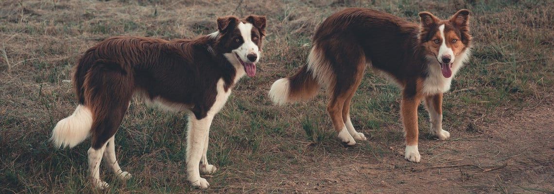 poids Border Collie