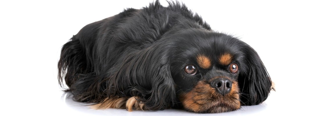 poids Cavalier King Charles