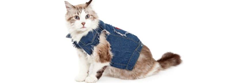 vêtements pour chats