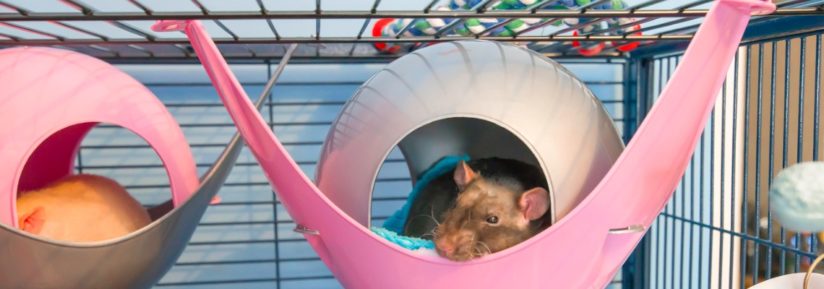 Quelle cage et accessoires choisir pour son rat domestique ?
