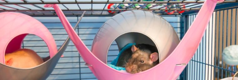 cage à rat domestique
