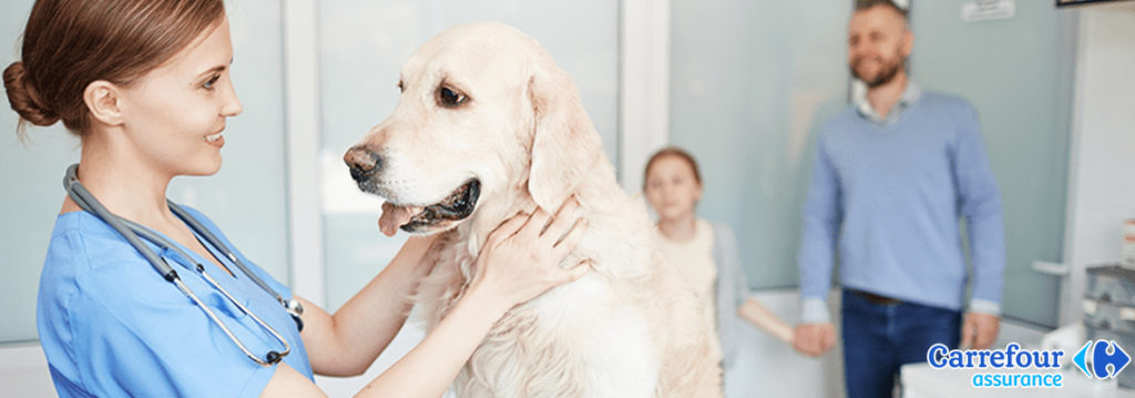 Code promo Carrefour Assurance Animaux 3 mois offerts en