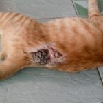 Les maladies de peau des chats
