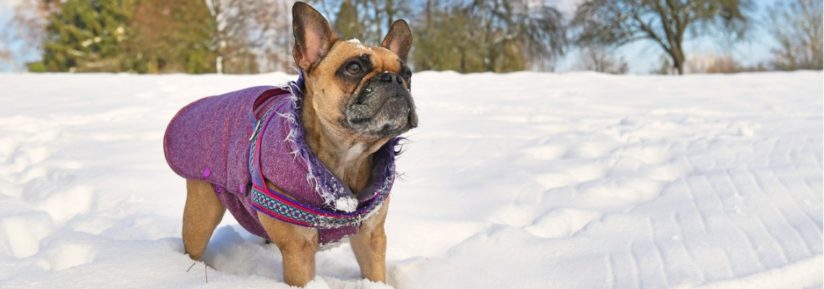 manteau avec harnais intégré pour votre chien