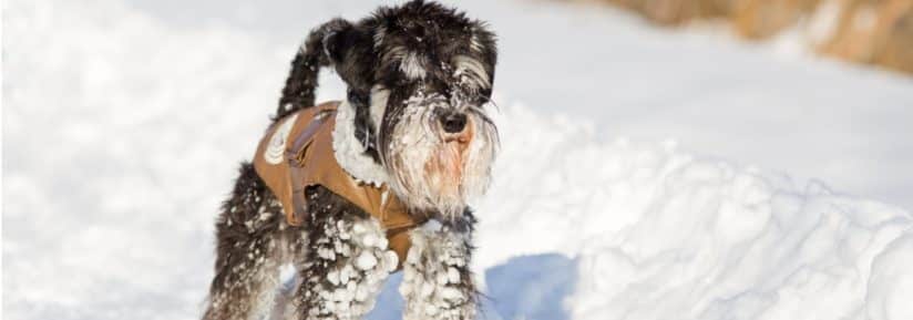 manteau d'hiver pour chien