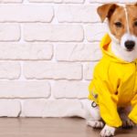 manteau de pluie pour chien