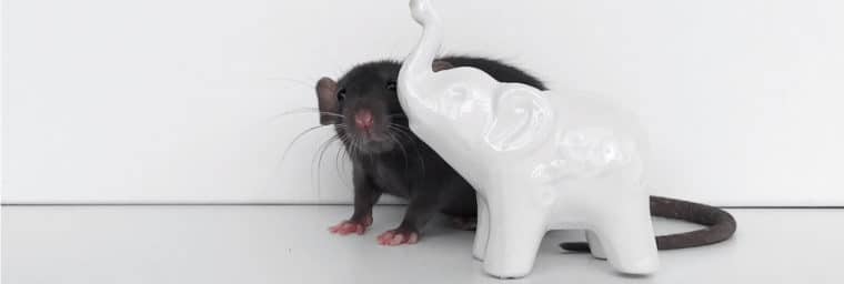 Les maladies du rat domestiques