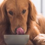 nourriture chien fraîche et maison