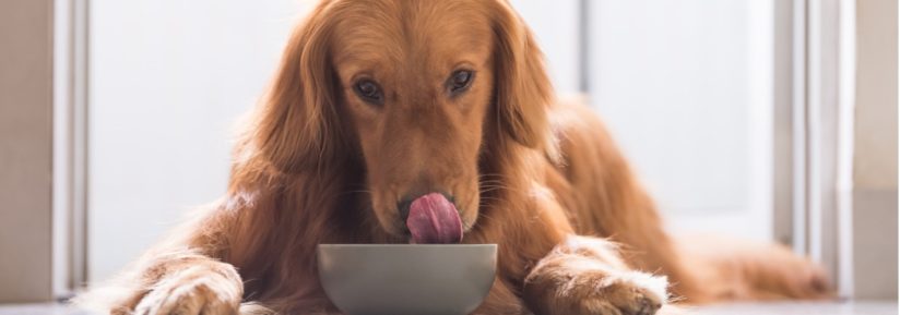 nourriture chien fraîche et maison