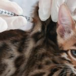 Prix des vaccins pour chat