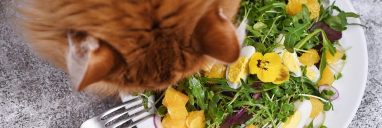 donner des fruits et légumes au chat