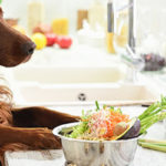 promotions ration ménagère pour chien