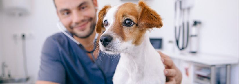 La protection contre les rayons X est-elle nécessaire dans le milieu  vétérinaire ?