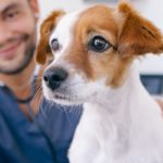tarif d’un vétérinaire pour chien