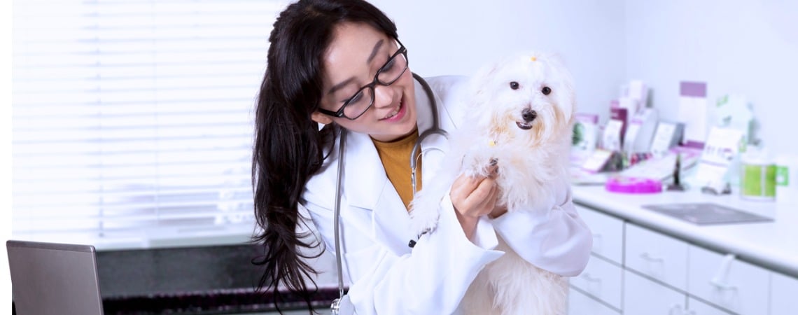 Comment se passe une une consultation vétérinaire
