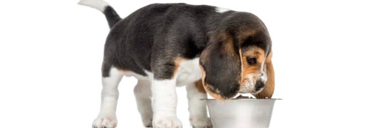 alimentation chiot Beagle