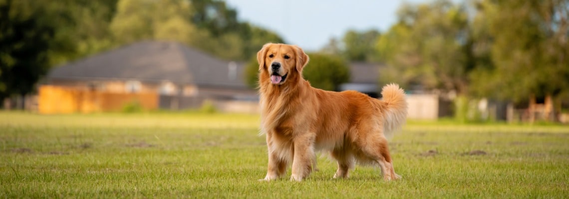 assurance santé golden-retriever