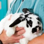 assurance santé pour lapin