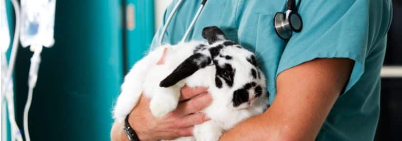assurance santé pour lapin