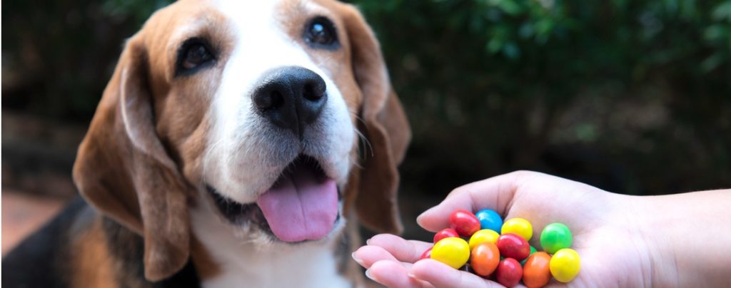 chocolat interdit beagle