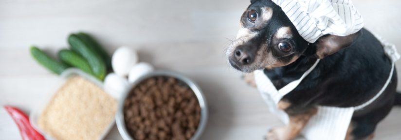 difference entre croquette et ration menagere chien