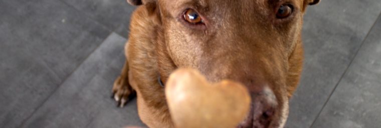 https://conseils-animaux.fr/wp-content/uploads/2021/07/friandises-pour-chiens-comme-re%CC%81compenses-760x256.jpeg