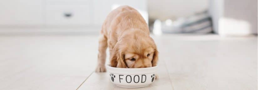 meilleure nourriture pour chien
