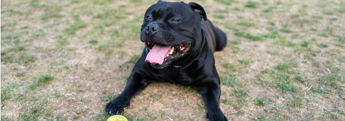 nourriture Staffordshire bull terrier staffie