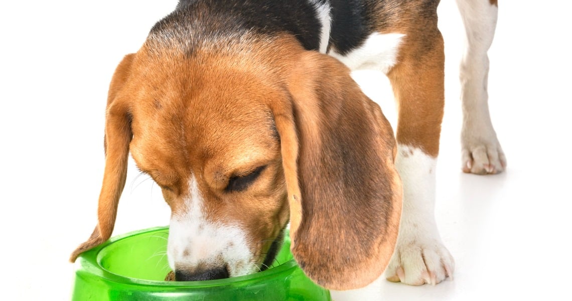 nourritures à privilégier Beagles