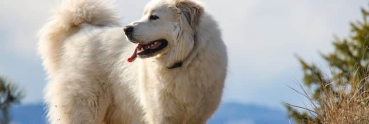 poids chien adulte Montagne des Pyrénées