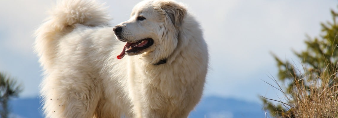 poids chien adulte Montagne des Pyrénées