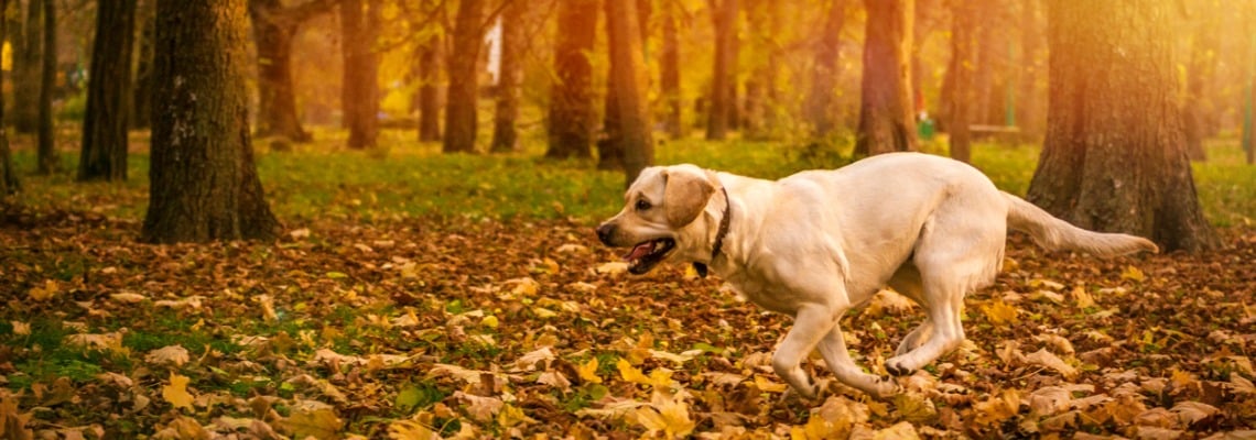 régime alimentaire labrador