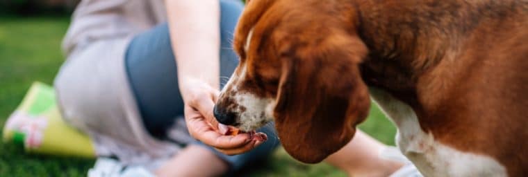 Friandises à mâcher pour chien - Cani Gourmand