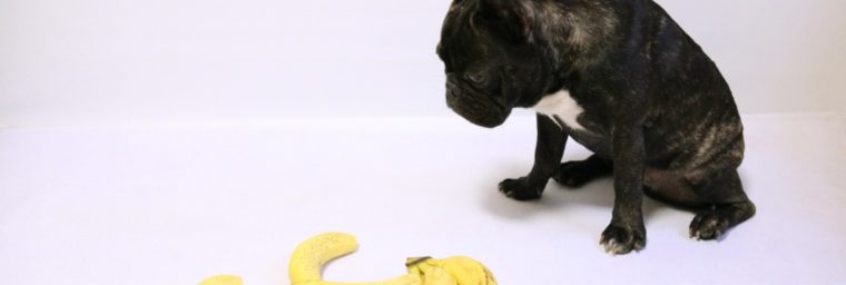 banane bouledogue