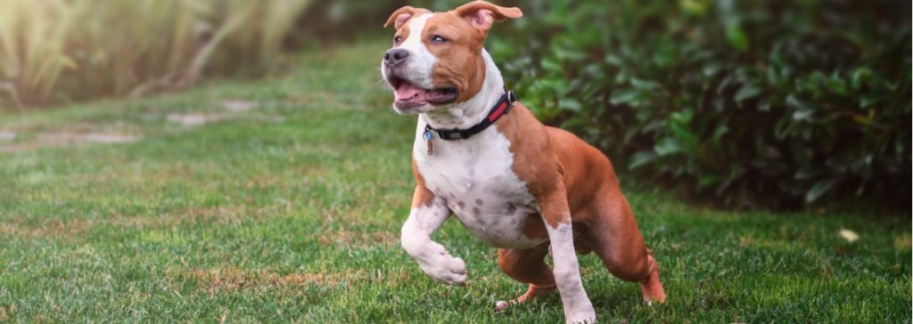 courbe croissance american staffordshire terrier
