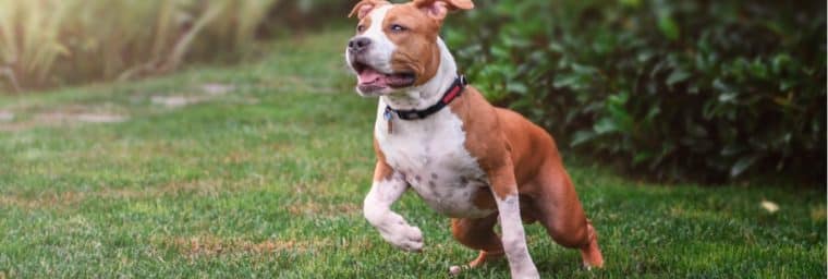 courbe croissance american staffordshire terrier