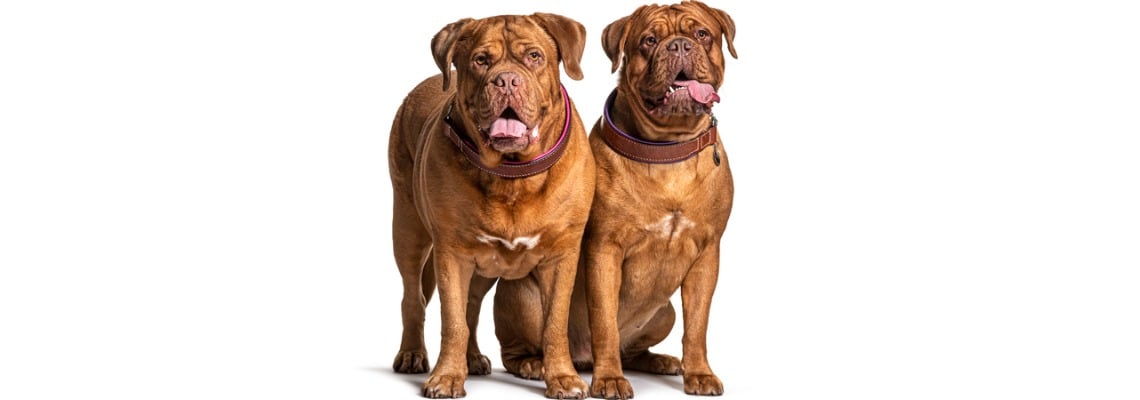 gros Dogue de Bordeaux obese