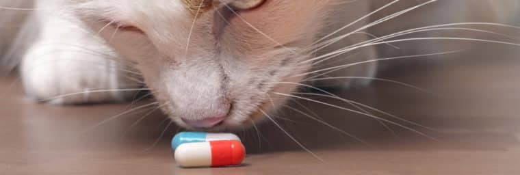 médicament pour un chat