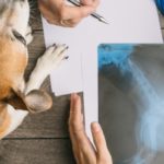 prix consultation vétérinaire chien