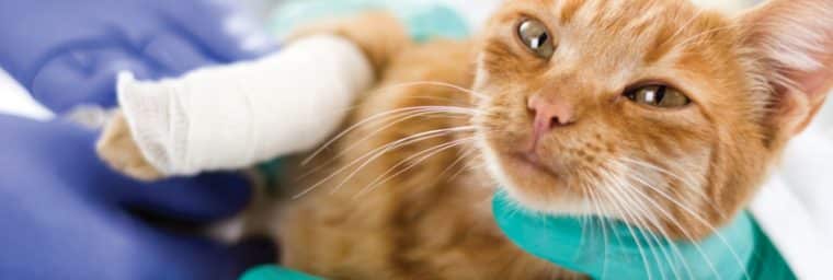 tarif vétérinaire chat patte cassée