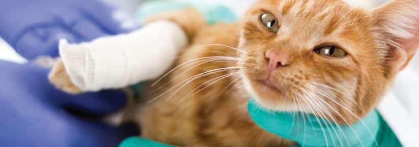 tarif vétérinaire chat patte cassée