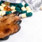 Antibiotiques pour chien